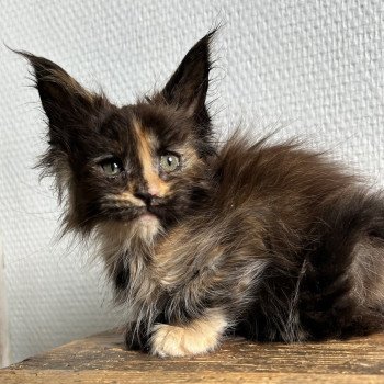 chaton Maine coon black tortie Chatterie Maceo’s Gône’s Maine Coons chaton Maine coon black tortie Chatterie Maceo’s Gône’s Maine Coons