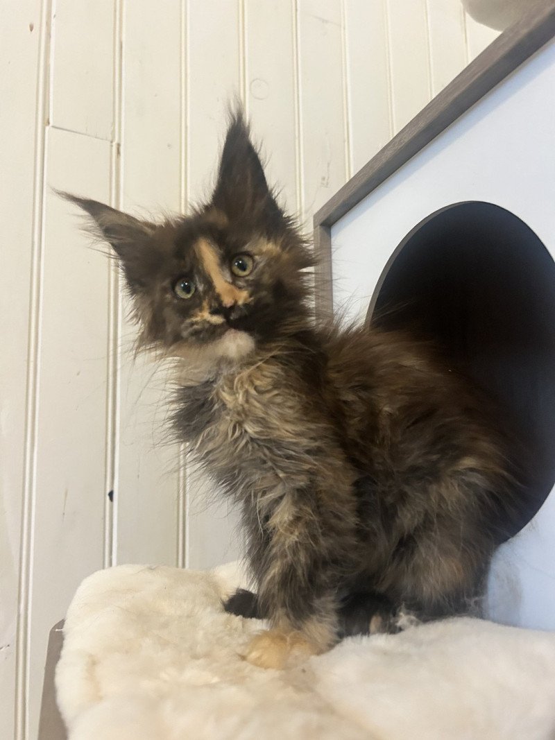 Maceo’s Gône’s Arizona Muse Femelle Maine coon
