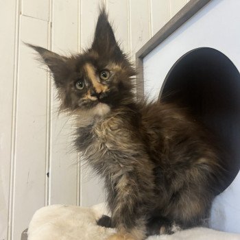chaton Maine coon black tortie Arizona Muse Chatterie Maceo’s Gône’s Maine Coons