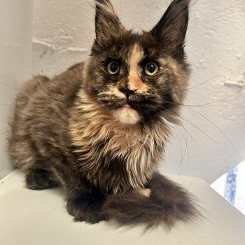 chaton Maine coon black tortie Arizona Muse Chatterie Maceo’s Gône’s Maine Coons chaton Maine coon black tortie Arizona Muse Chatterie Maceo’s Gône’s Maine Coons