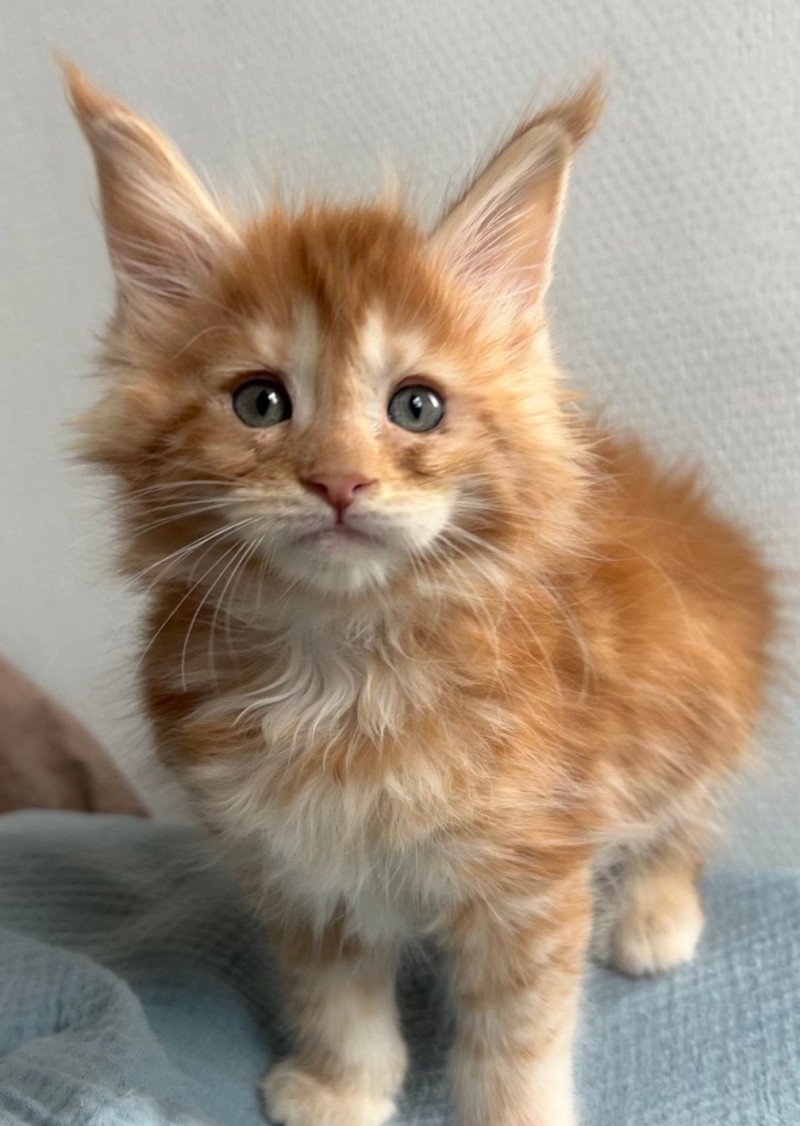 Maceo’s Gône’s Ambre d’Avril Femelle Maine coon Maceo’s Gône’s Ambre d’Avril Femelle Maine coon