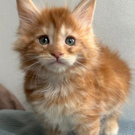 Maceo’s Gône’s Ambre d’Avril Femelle Maine coon