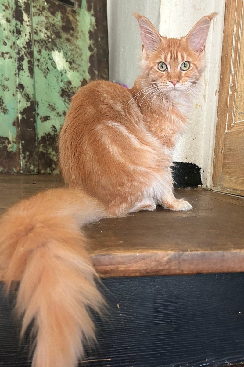 Maceo’s Gône’s Ambre d’Avril Femelle Maine coon