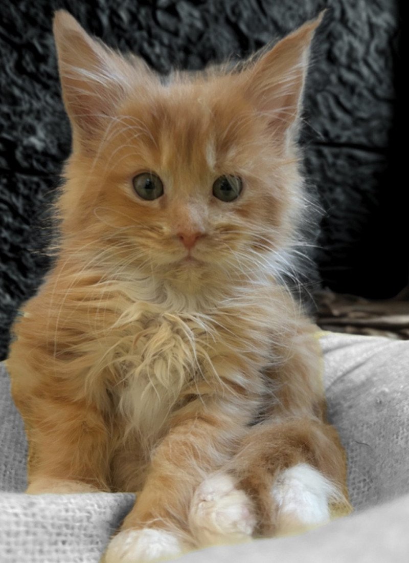 Maceo’s Gône’s Atreyu Mâle Maine coon