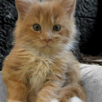 chaton Maine coon red & blanc Chatterie Maceo’s Gône’s Maine Coons chaton Maine coon red & blanc Chatterie Maceo’s Gône’s Maine Coons