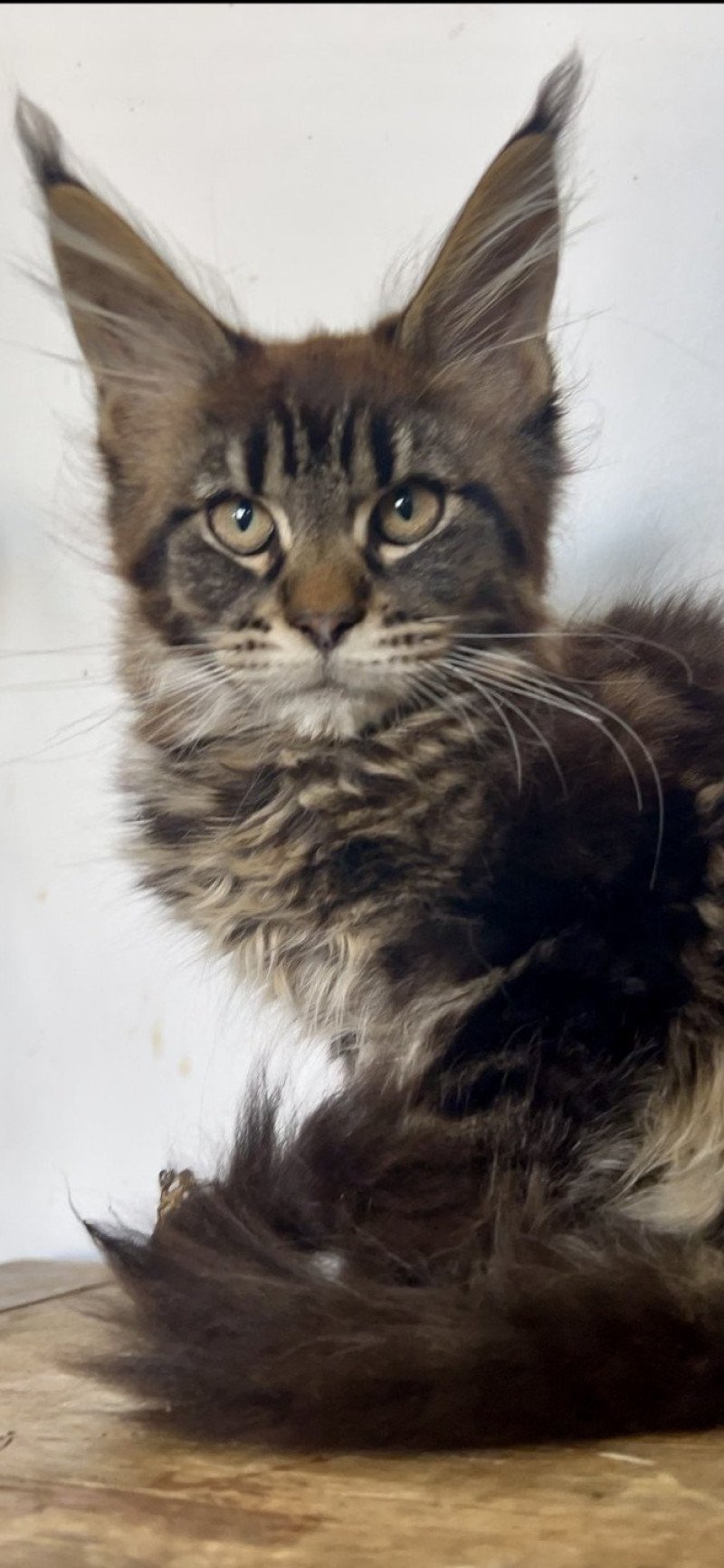 1er chaton (Portée Balenciaga ❤ Tomen 2025) - Mâle brown blotched tabby Mâle Maine coon
