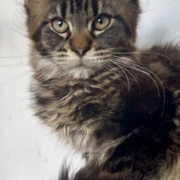 chaton Maine coon brown blotched tabby Chatterie Maceo’s Gône’s Maine Coons