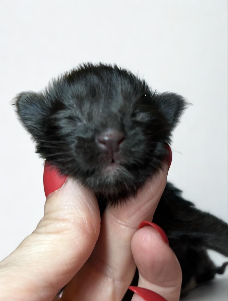 Maceo’s Gône’s Banger Mâle Maine coon