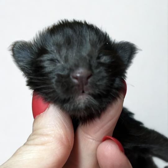 Maceo’s Gône’s Banger Mâle Maine coon