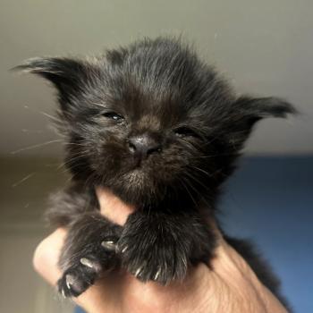 chaton Maine coon black Banger Chatterie Maceo’s Gône’s Maine Coons