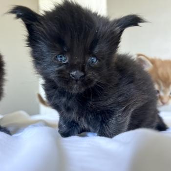 chaton Maine coon black Black Banger Chatterie Maceo’s Gône’s Maine Coons