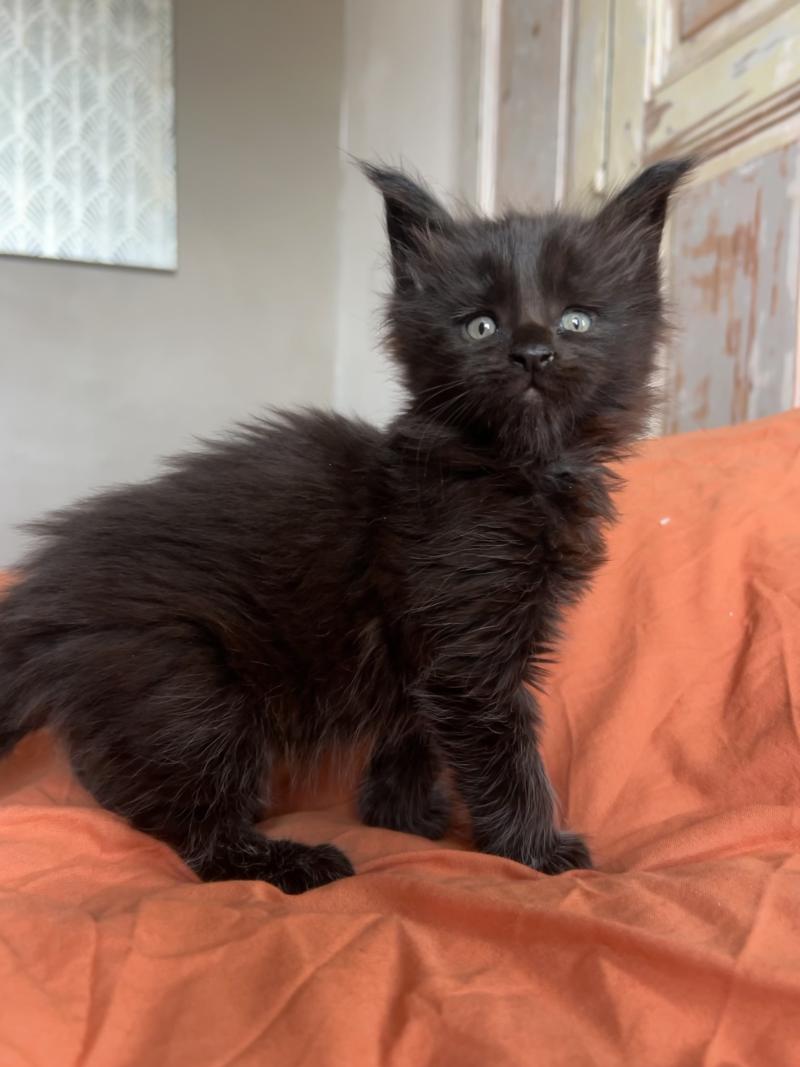Maceo’s Gône’s Black Banger Mâle Maine coon