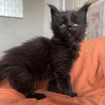 chaton Maine coon black Black Banger Chatterie Maceo’s Gône’s Maine Coons