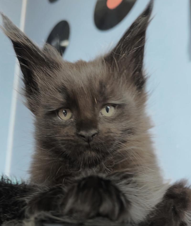 Maceo’s Gône’s Black Banger Mâle Maine coon