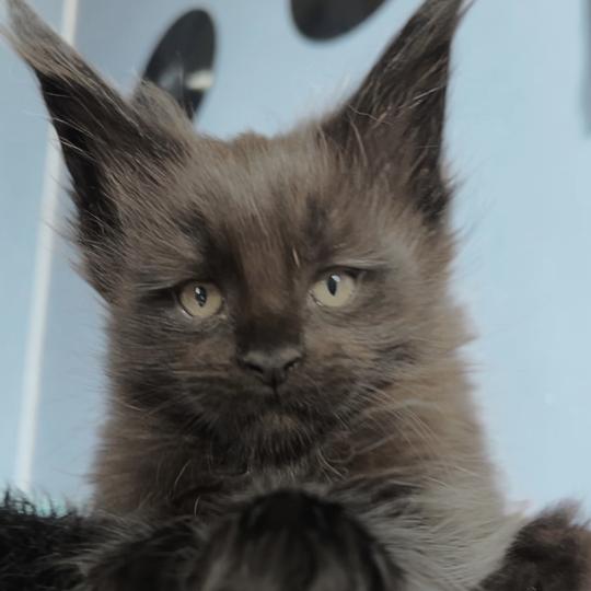 Maceo’s Gône’s Black Banger Mâle Maine coon