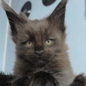 chaton Maine coon black Black Banger Chatterie Maceo’s Gône’s Maine Coons