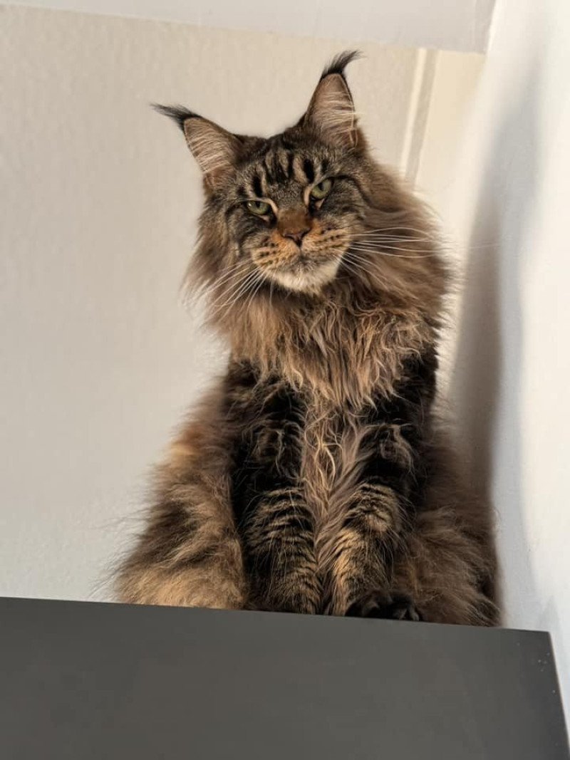 Maceo’s Gône’s Talisco Mâle Maine coon