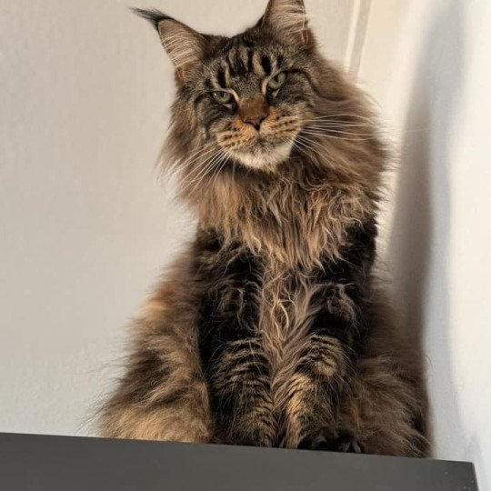 Maceo’s Gône’s Talisco Mâle Maine coon