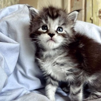 chaton Maine coon black silver blotched tabby Thom Y. Chatterie Maceo’s Gône’s Maine Coons