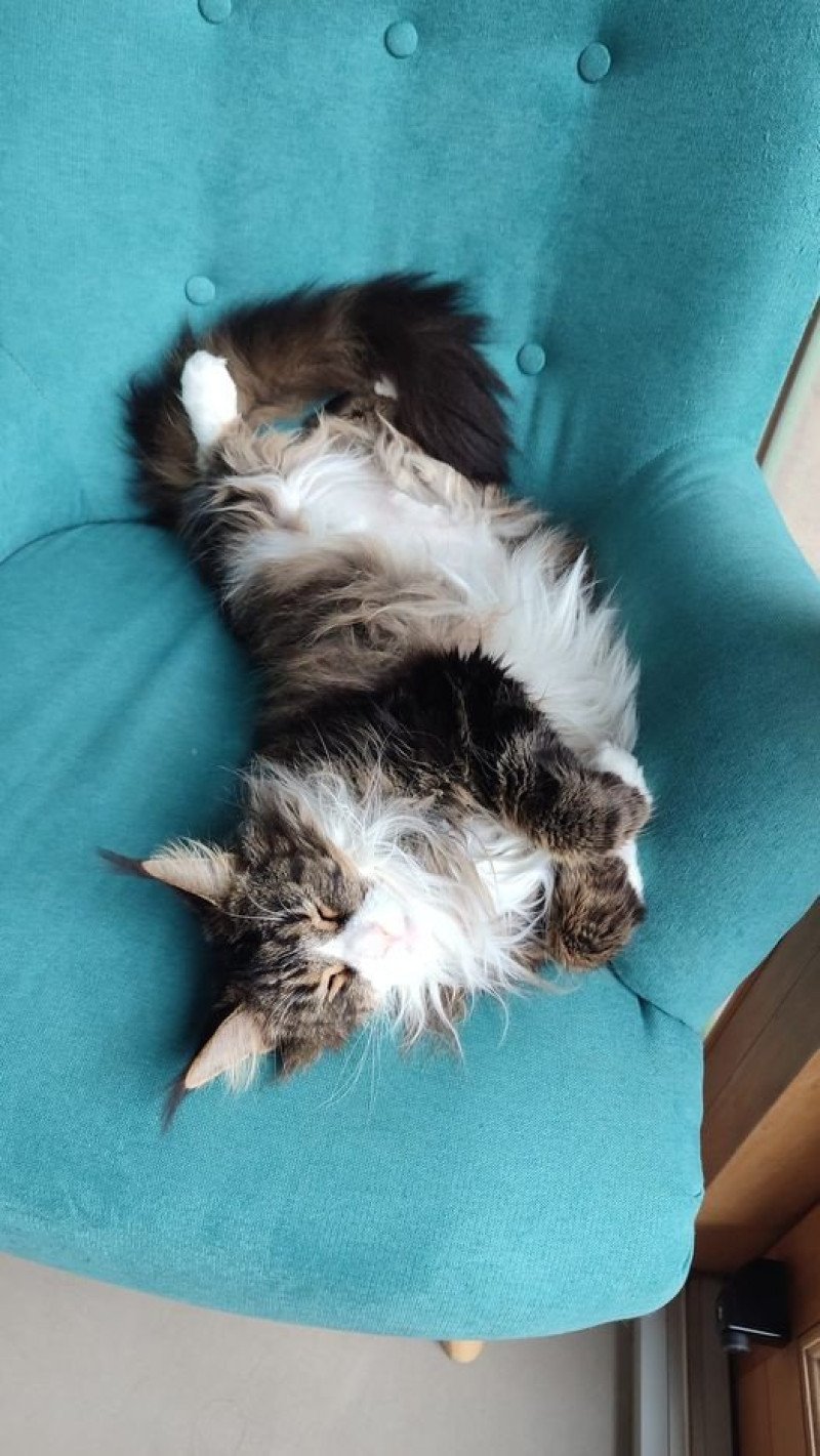 Maceo’s Gône’s Tori A. Femelle Maine coon