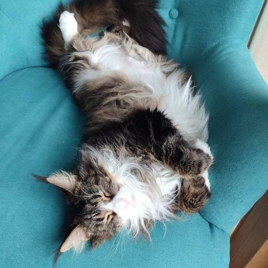 Maceo’s Gône’s Tori A. Femelle Maine coon