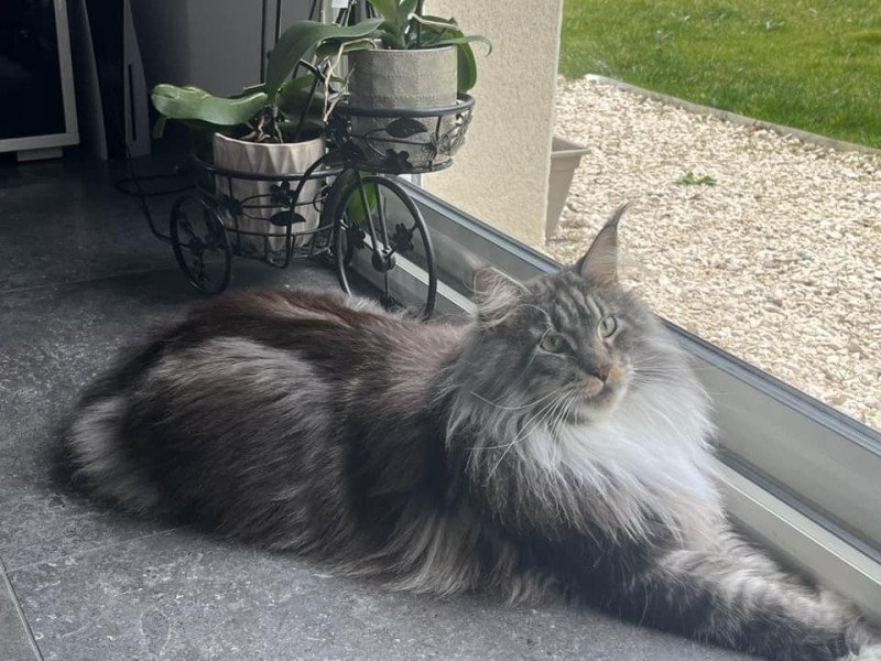 Maceo’s Gône’s Twix Femelle Maine coon