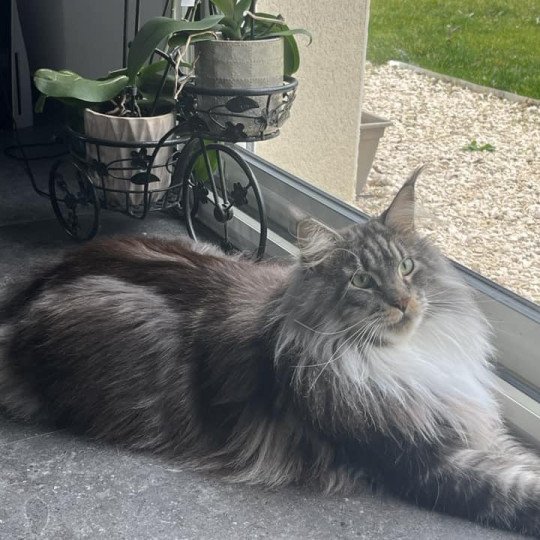 Maceo’s Gône’s Twix Femelle Maine coon