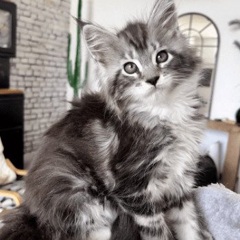 chaton Maine coon black silver blotched tabby & blanc Twix Chatterie Maceo’s Gône’s Maine Coons