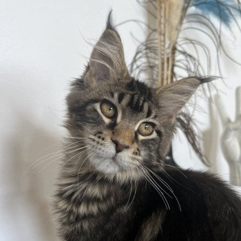 chaton Maine coon brown blotched tabby Tame Impala Chatterie Maceo’s Gône’s Maine Coons