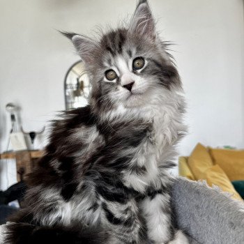 chaton Maine coon black silver blotched tabby & blanc Tokimonsta Chatterie Maceo’s Gône’s Maine Coons