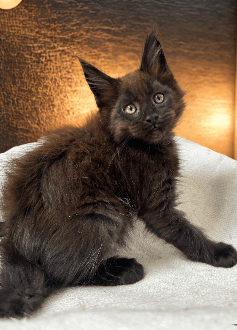Maceo’s Gône’s Agoria Mâle Maine coon