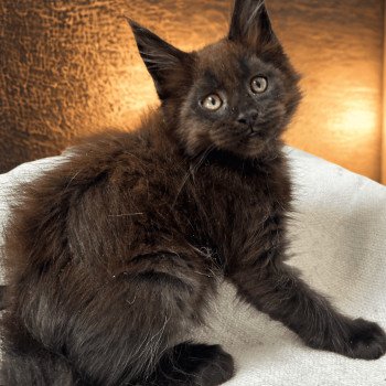 chaton Maine coon black Agoria Chatterie Maceo’s Gône’s Maine Coons