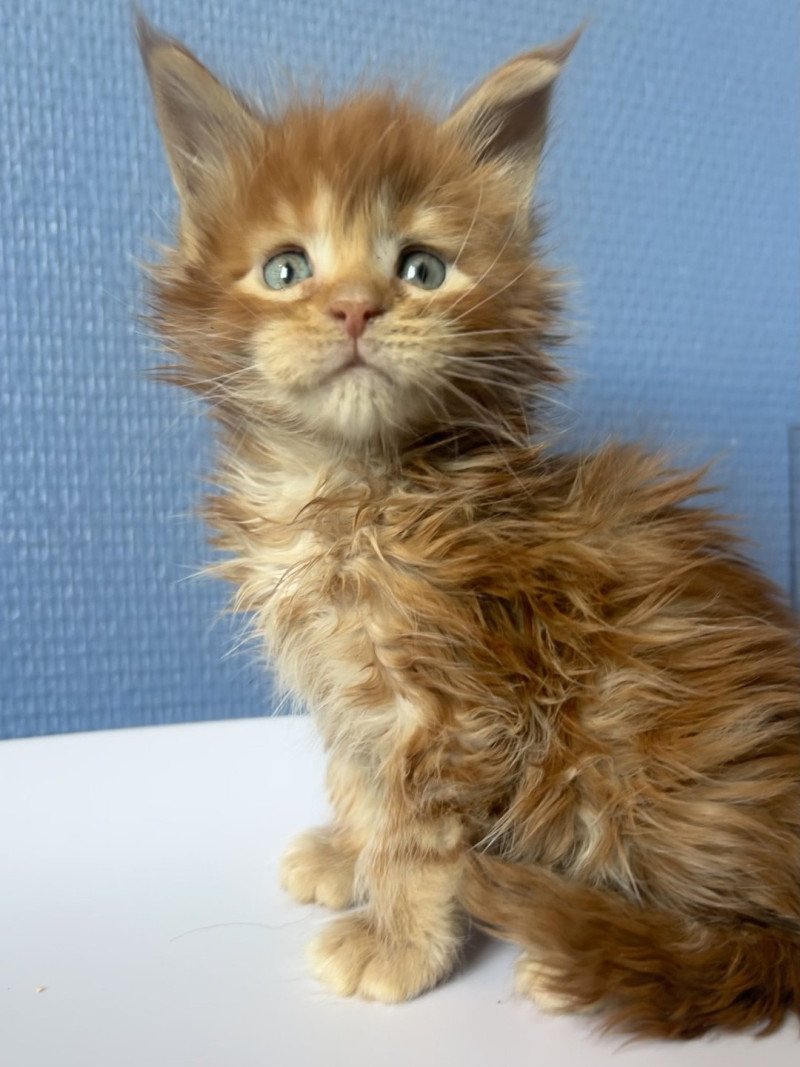 Maceo’s Gône’s Akasha Ibiza Femelle Maine coon Maceo’s Gône’s Akasha Ibiza Femelle Maine coon