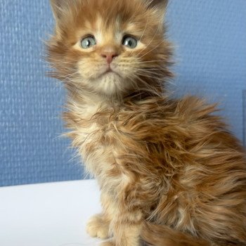 chaton Maine coon red Akasha Ibiza Chatterie Maceo’s Gône’s Maine Coons chaton Maine coon red Akasha Ibiza Chatterie Maceo’s Gône’s Maine Coons