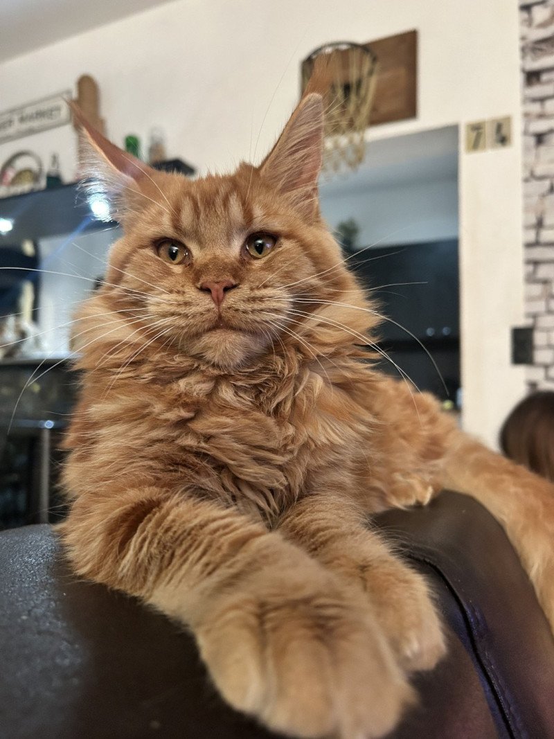 Maceo’s Gône’s Akasha Ibiza Femelle Maine coon