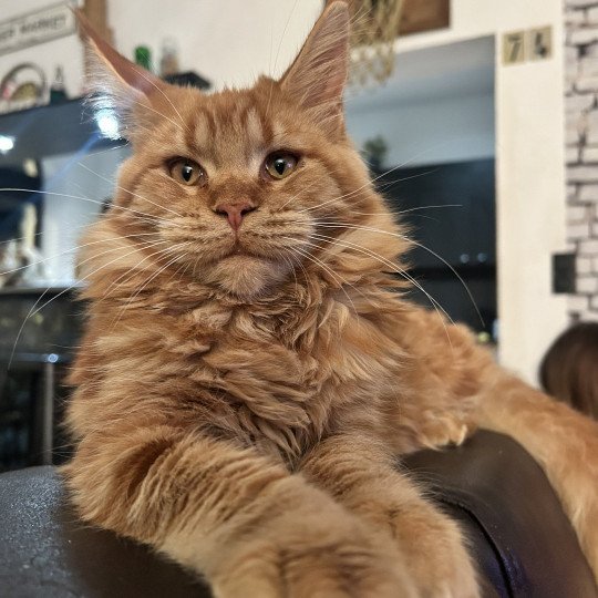Maceo’s Gône’s Akasha Ibiza Femelle Maine coon