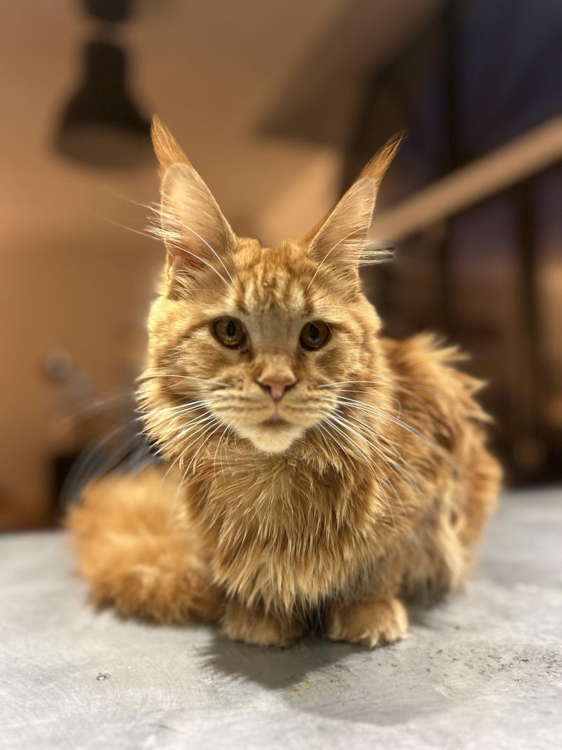 Maceo’s Gône’s Akasha Ibiza Femelle Maine coon