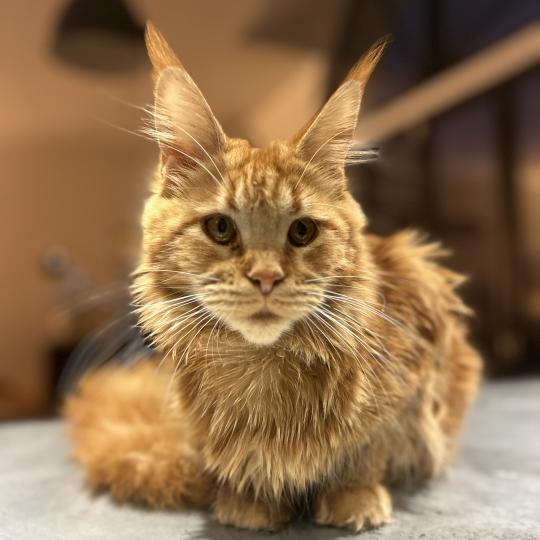 Maceo’s Gône’s Akasha Ibiza Femelle Maine coon