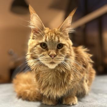 chaton Maine coon red Akasha Ibiza Chatterie Maceo’s Gône’s Maine Coons