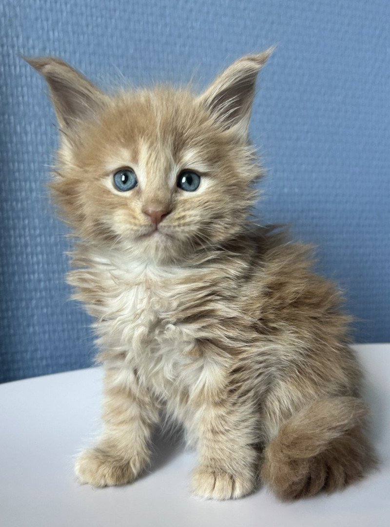 Maceo’s Gône’s Amnesia Ibiza Femelle Maine coon Maceo’s Gône’s Amnesia Ibiza Femelle Maine coon