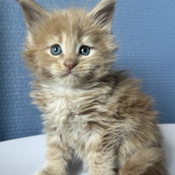 chaton Maine coon cream Amnesia Ibiza Chatterie Maceo’s Gône’s Maine Coons chaton Maine coon cream Amnesia Ibiza Chatterie Maceo’s Gône’s Maine Coons