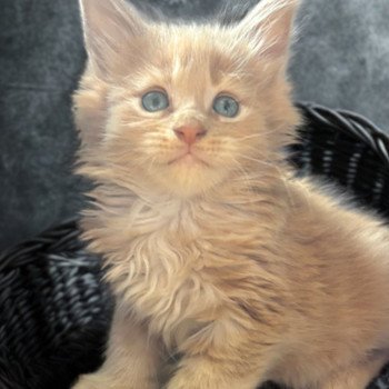 chaton Maine coon cream Amnesia Ibiza Chatterie Maceo’s Gône’s Maine Coons chaton Maine coon cream Amnesia Ibiza Chatterie Maceo’s Gône’s Maine Coons