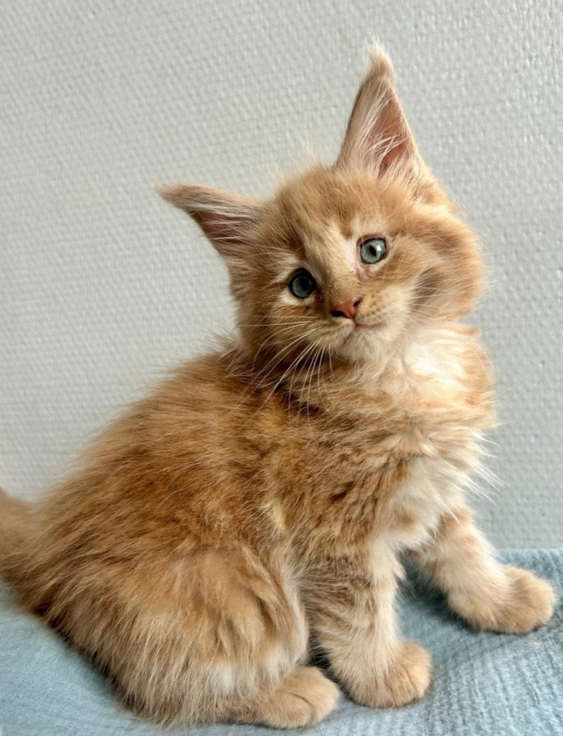 Maceo’s Gône’s Amnesia Ibiza Femelle Maine coon Maceo’s Gône’s Amnesia Ibiza Femelle Maine coon