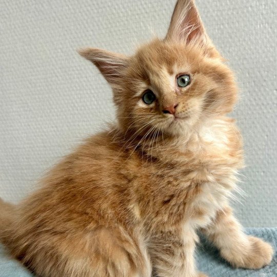 Maceo’s Gône’s Amnesia Ibiza Femelle Maine coon