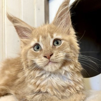 chaton Maine coon cream Amnesia Ibiza Chatterie Maceo’s Gône’s Maine Coons chaton Maine coon cream Amnesia Ibiza Chatterie Maceo’s Gône’s Maine Coons
