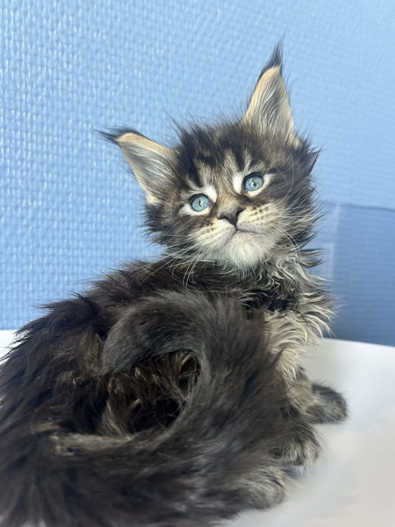Maceo’s Gône’s Aragorn Mâle Maine coon Maceo’s Gône’s Aragorn Mâle Maine coon