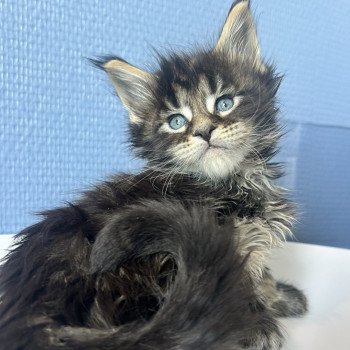 chaton Maine coon brown tabby Aragorn Chatterie Maceo’s Gône’s Maine Coons chaton Maine coon brown tabby Aragorn Chatterie Maceo’s Gône’s Maine Coons