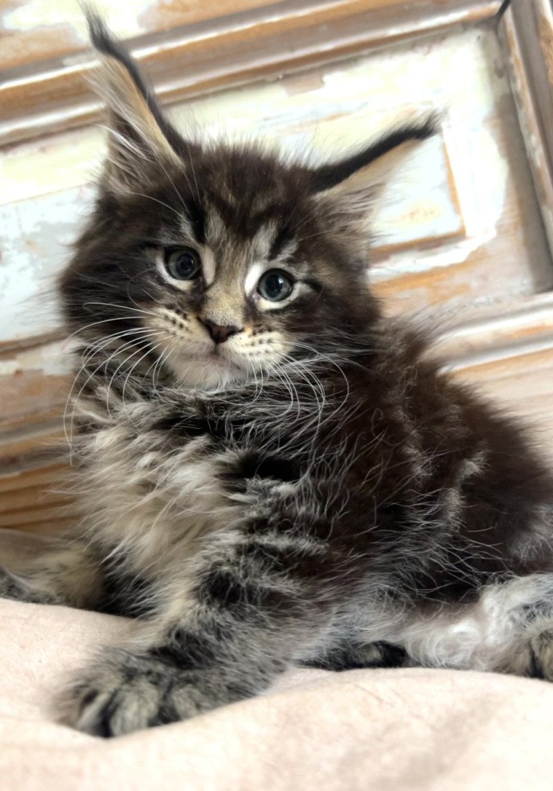 Maceo’s Gône’s Aragorn Mâle Maine coon Maceo’s Gône’s Aragorn Mâle Maine coon