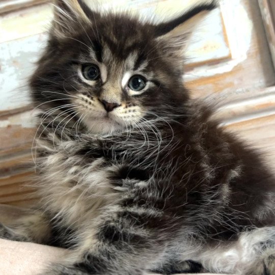 Maceo’s Gône’s Aragorn Mâle Maine coon
