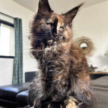 chaton Maine coon black tortie Arkánn Chatterie Maceo’s Gône’s Maine Coons